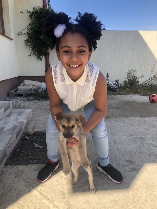 Cazare caini / pet sitter