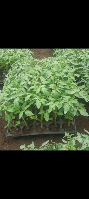 Rasad rosii prekos si reyana 0,80 bani/fir