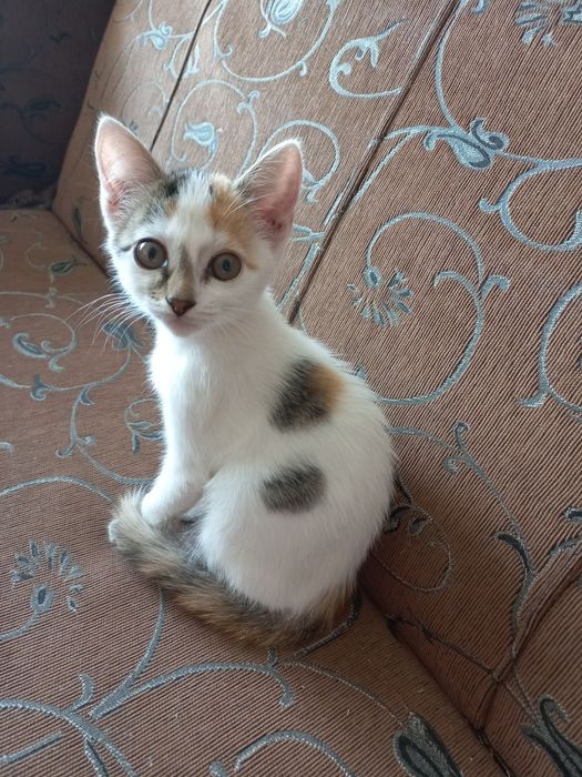 Отдам котят в хорошие добрые руки.