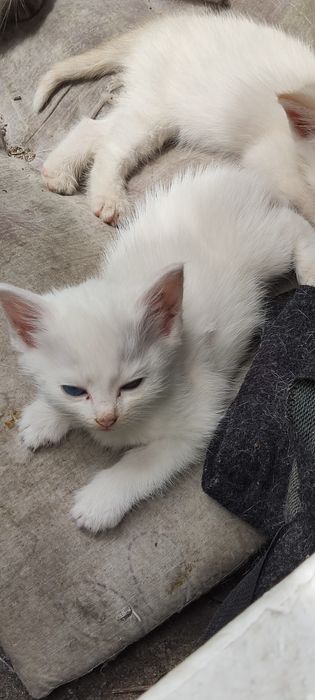 Котята  белые пушистые