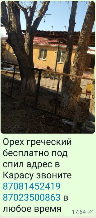 Греческий орех бесплатно