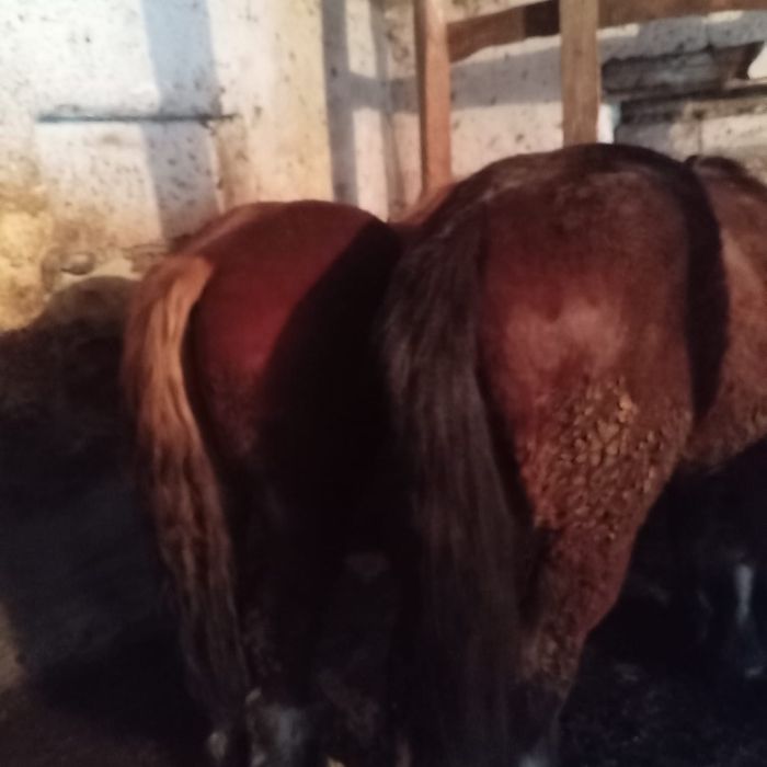 Vand 2 cai si 3 mânji