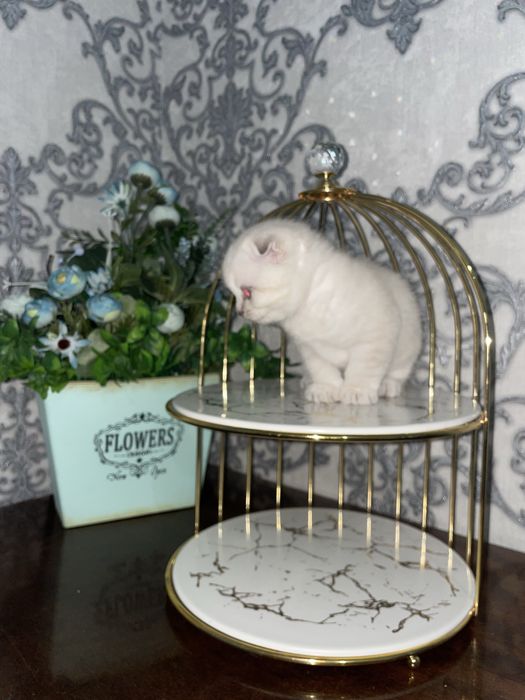 Skotish fold / Скотиш фолд