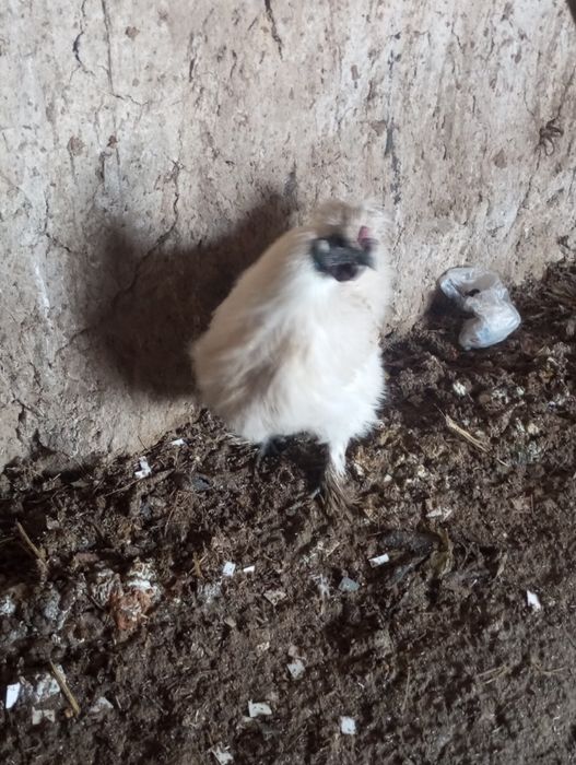 Кытаиски шелковый