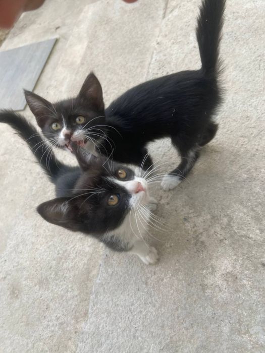 2 Котёнка даром в хорошие руки