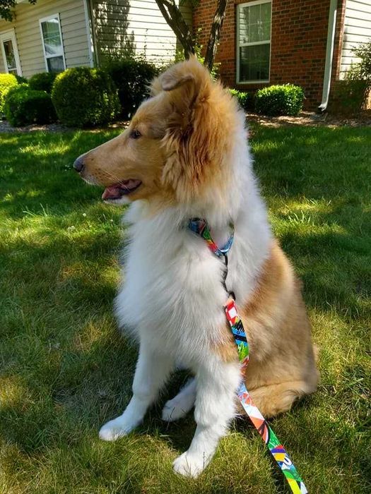 NOU! Zgarda + lesa caine Wolfgang Man & Beast SUA