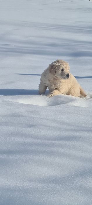 Golden Retriever canisa campioni pedigree