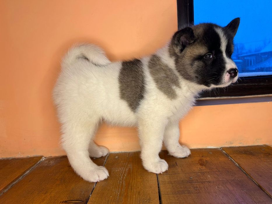 Американская Акита