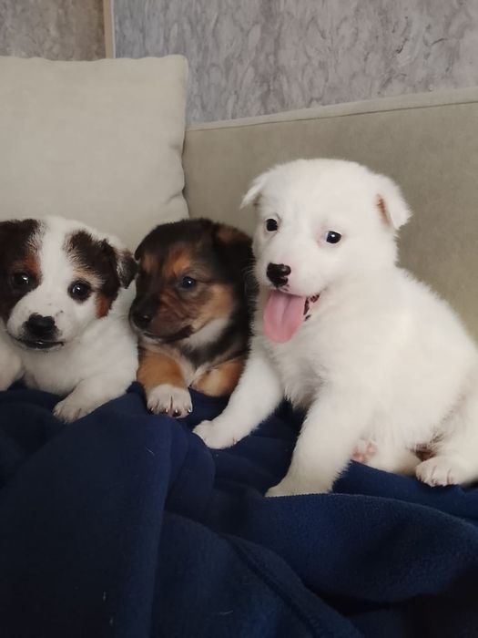 Мальчики и девочки медвежата Двортерьерчики