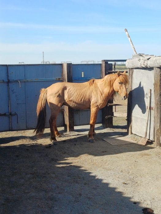 Продам Жеребец 10 лет