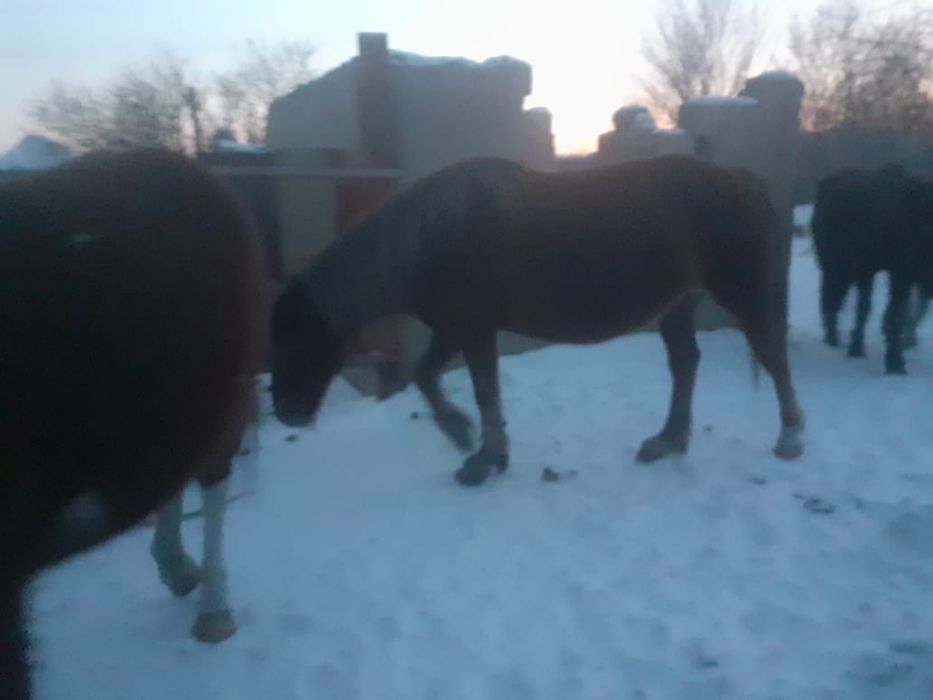 Буаз бие құлынымен