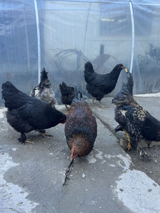 Уй товук,хурозлари сотилади