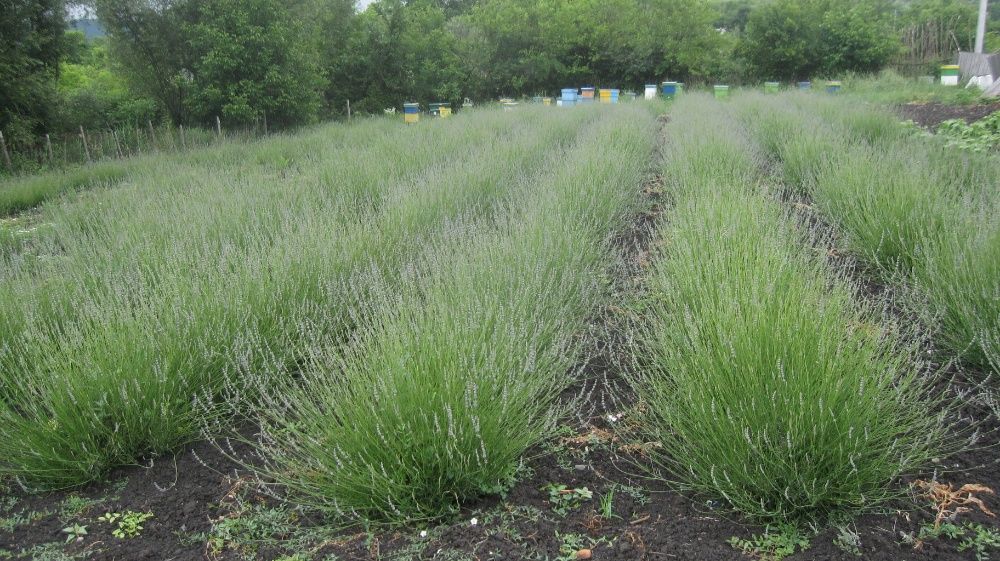 Ulei esential de lavanda