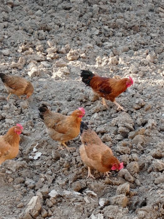 Тауык сатылады .