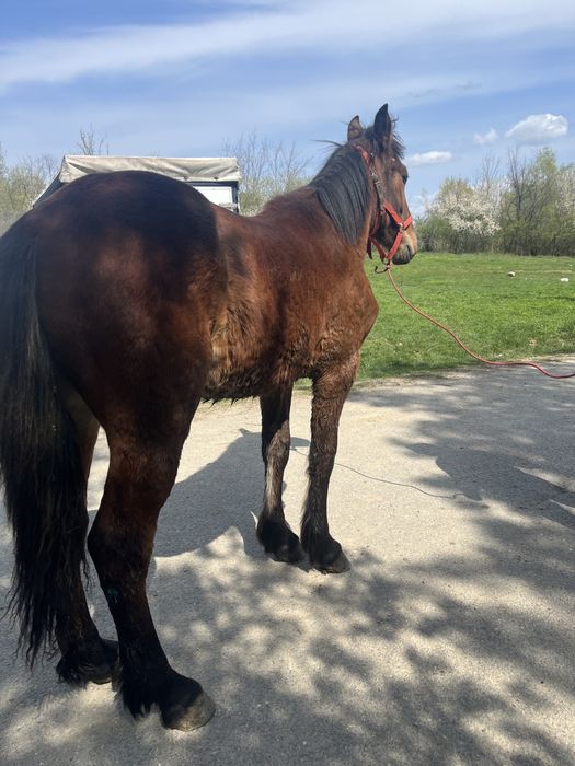 Manz de vanzare in varsta de 1 an si 2 luni