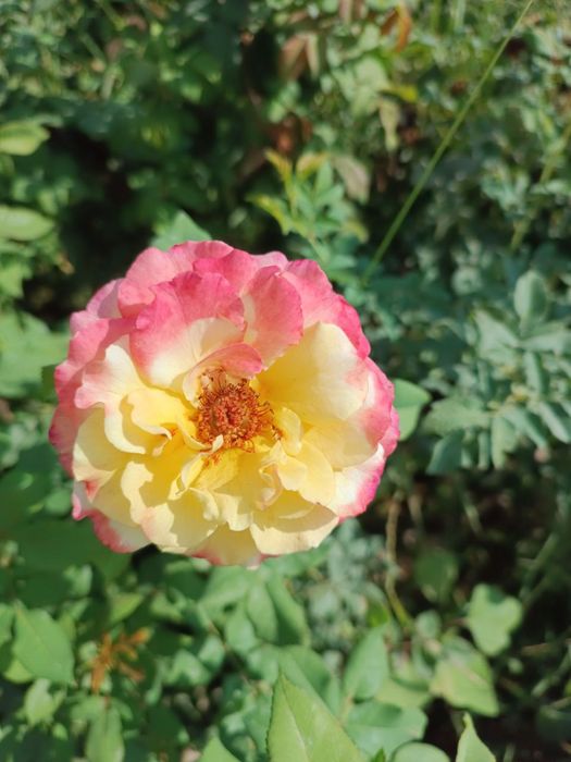 Atirgul koʻchatlari sotiladi