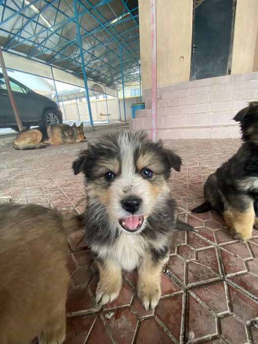 Щенков в добрые руки.