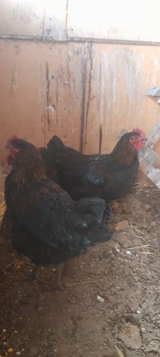 Продаём петушков