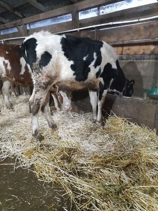 Vând vițea holștain