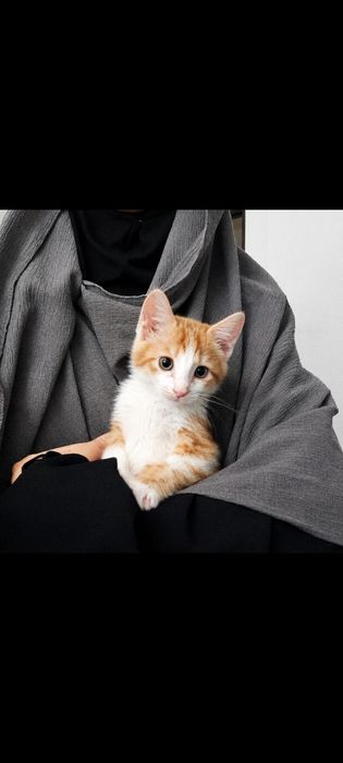 Котя в добрые руки, мальчик