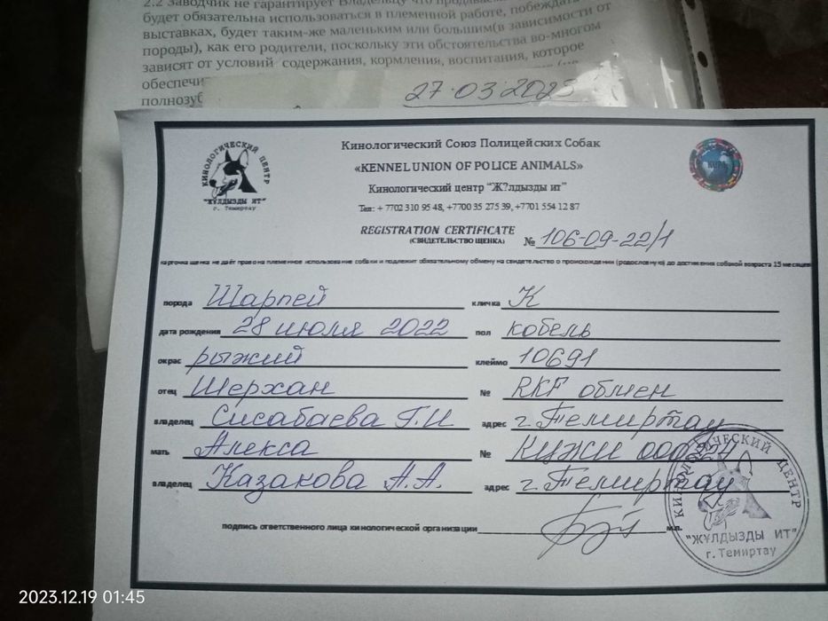 Вязка кобель Шарпей