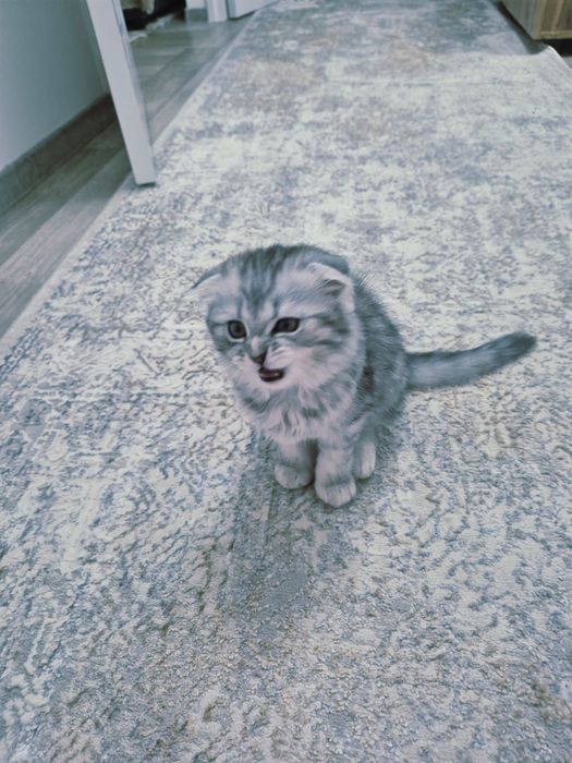 Продам шотландского котенка