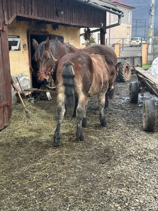 Vand manz de 7 luni!