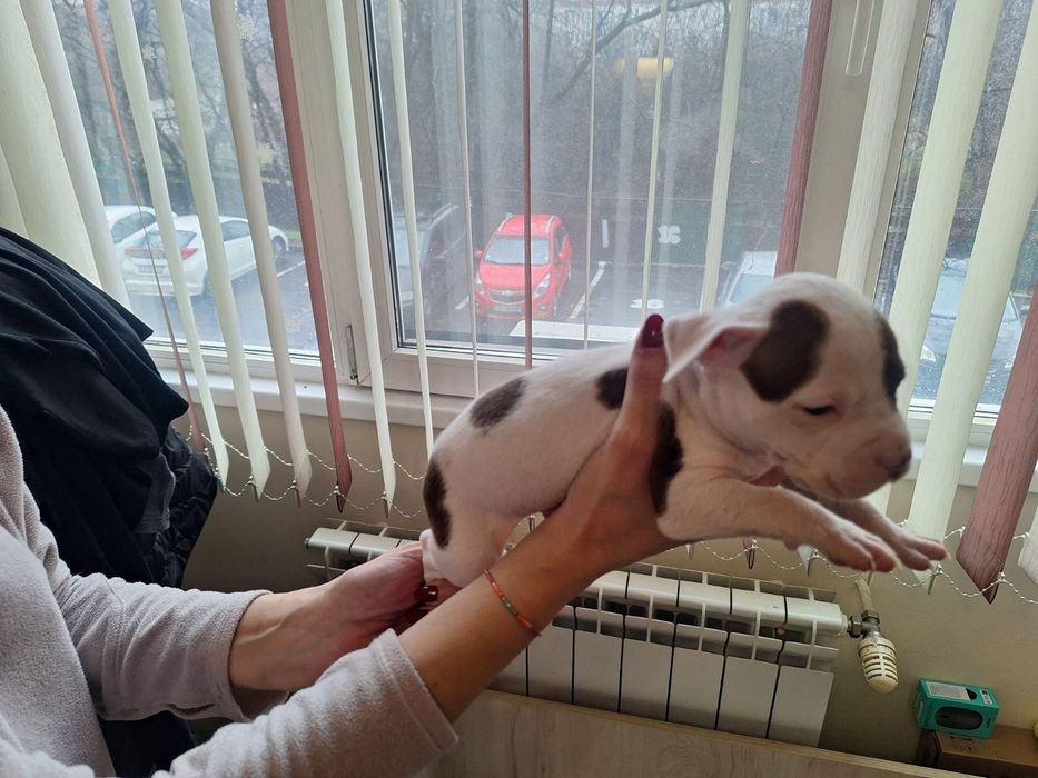 Аюерикански питбул редноус