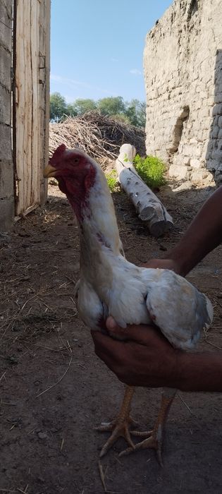 Dakan xoʻroz yosh