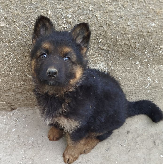 Щенки немецкой овчарки