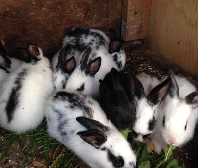 Кролик бабочка продаётся