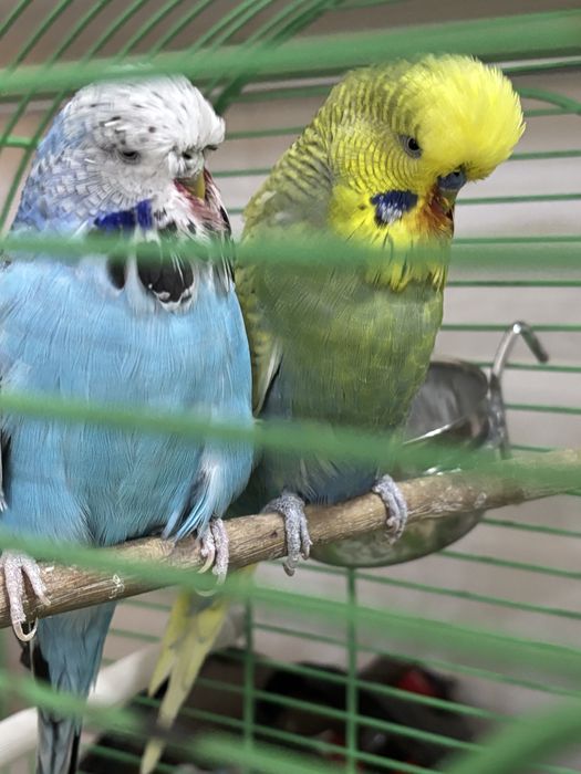 Семейка попугаем Чехи
