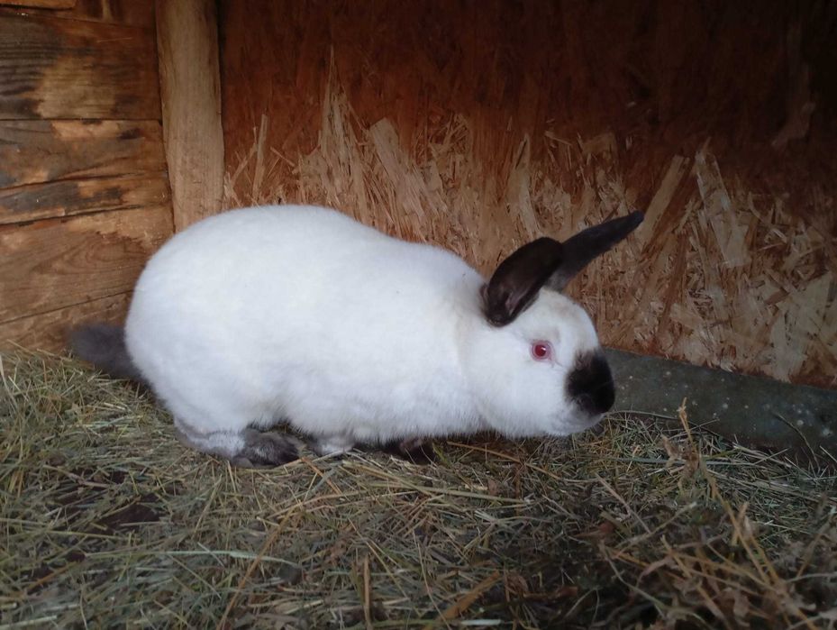 Vand iepuri rasa Californian