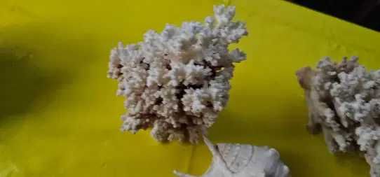 decoratiune acvariu terariu coral scoici decorative