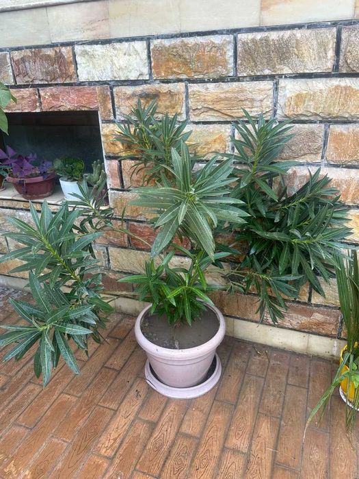 Алиандр садовое растение