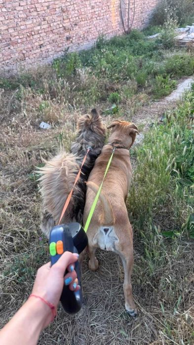 3в1 Автоматичен повод за кучета с фенер и диспенсър