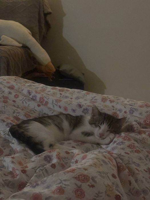 котенок в добрые руки,даром