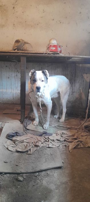 Алабай 7 месяцев кобель Алабай 7 ойлик угил бола