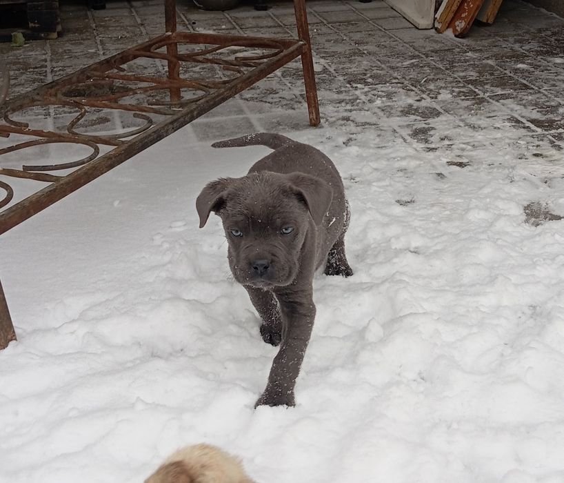 Голубой  Кане Корсо