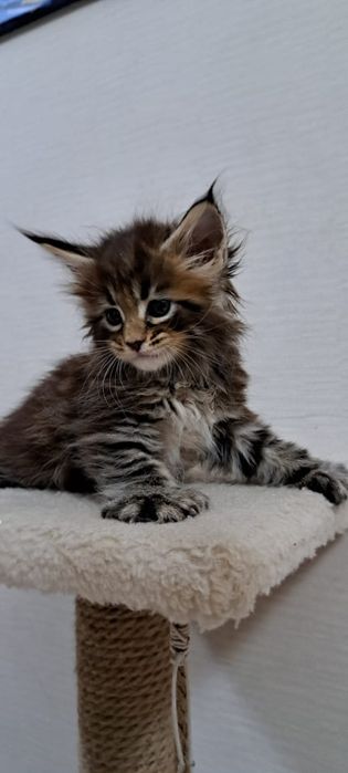 Котята Мейн куна мальчики и девочки