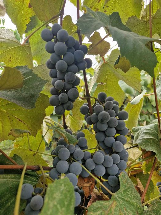 Vand Struguri Capsunica 3,5lei/kg Gradinari, Giurgiu