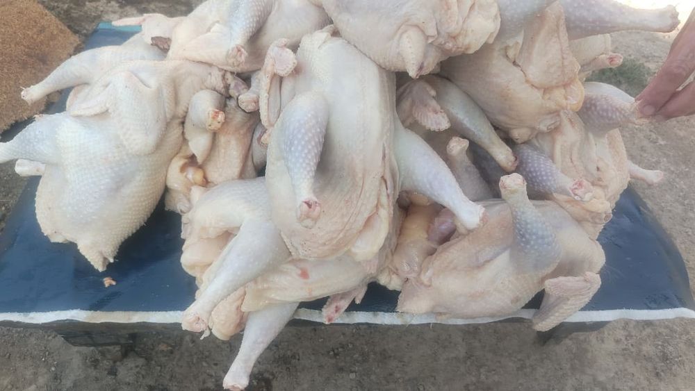 Чишиные  куры куры