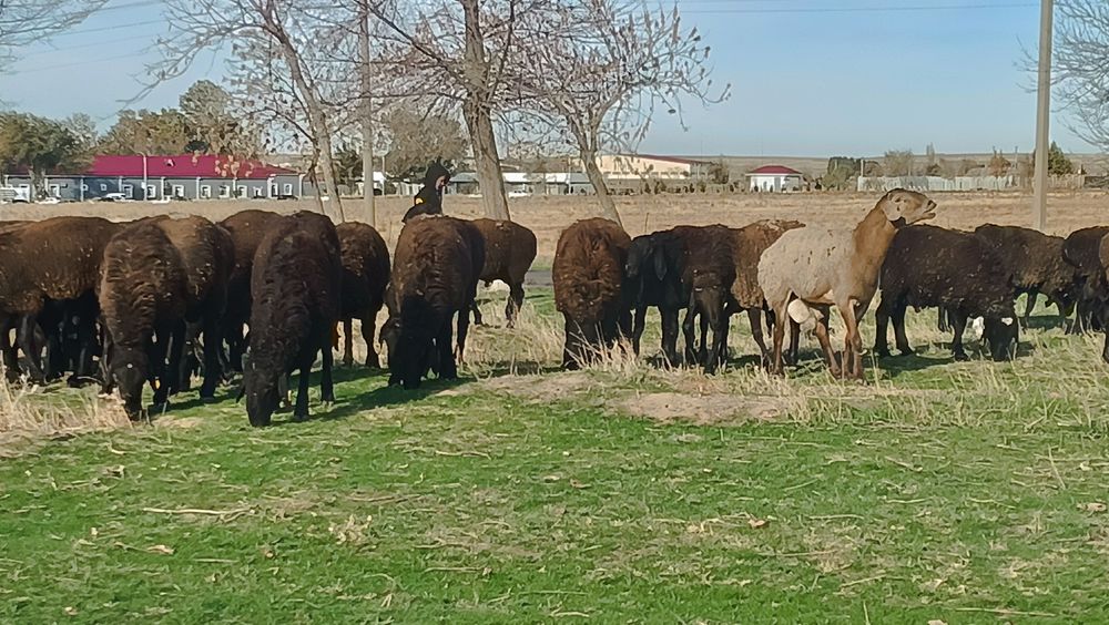 Qurbon hayiti munosabati bilan Hisori qochqor (nasildor, qurbonlik va