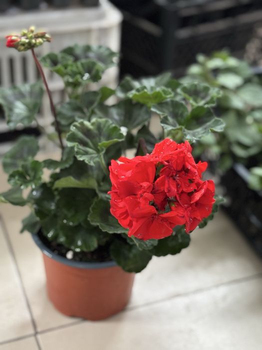 Мушкато, сакъзчета, маргаритки