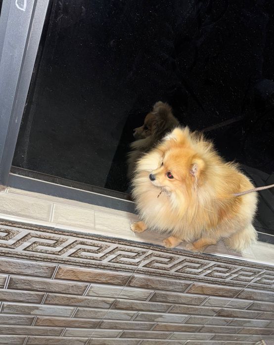 ВЯЗКА  Померанский шпиц