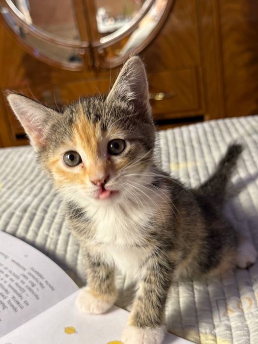 Котенок ищет хорошую семью