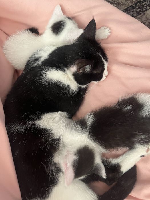 Котяты беспалатно