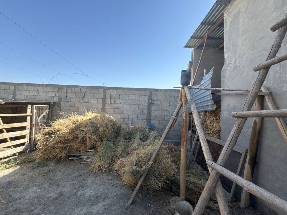 Beda sotiladi 2yillik o’rim