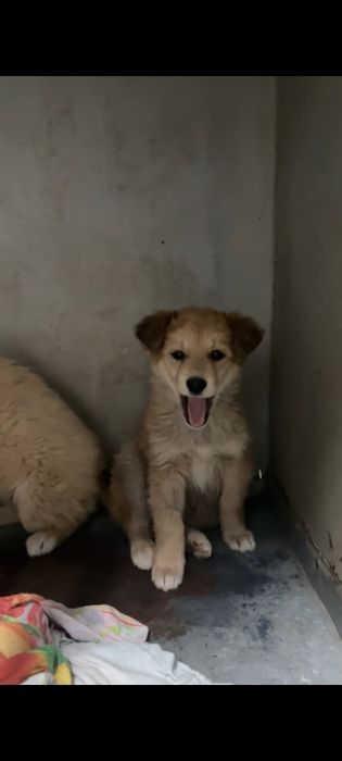 SOS. Срочно ищем хозяина.