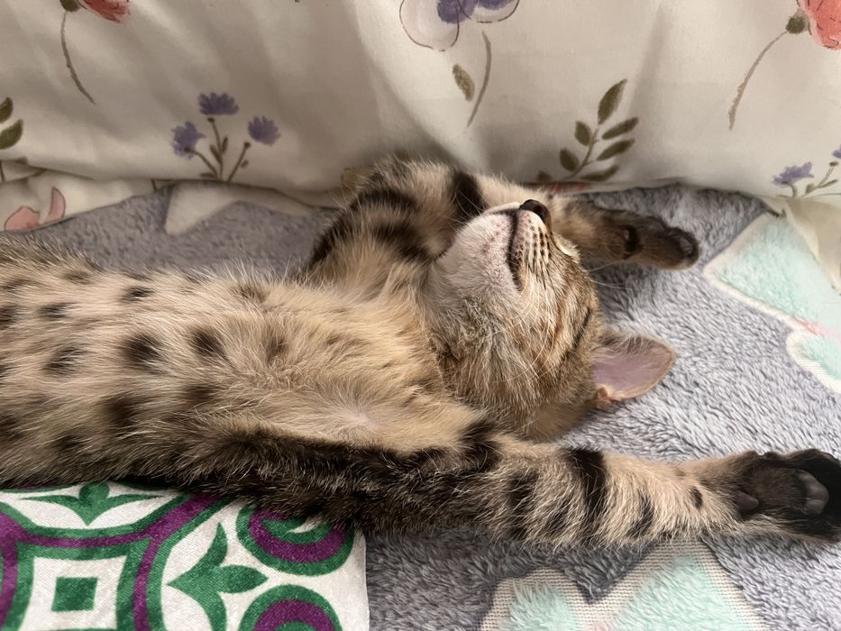 Кошки/котенок уральск